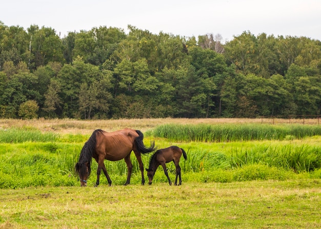 Cheval avec un poulain dans le pré