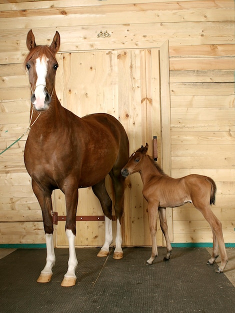 cheval avec un poulain