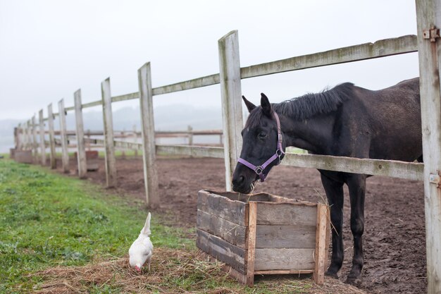 Cheval et poulet mangeant près de la clôture