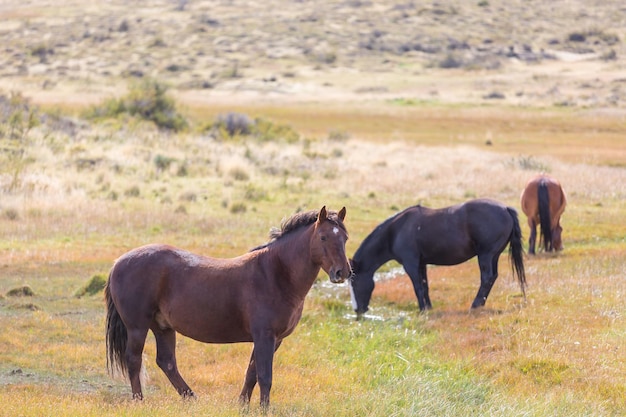 Cheval sur prairie