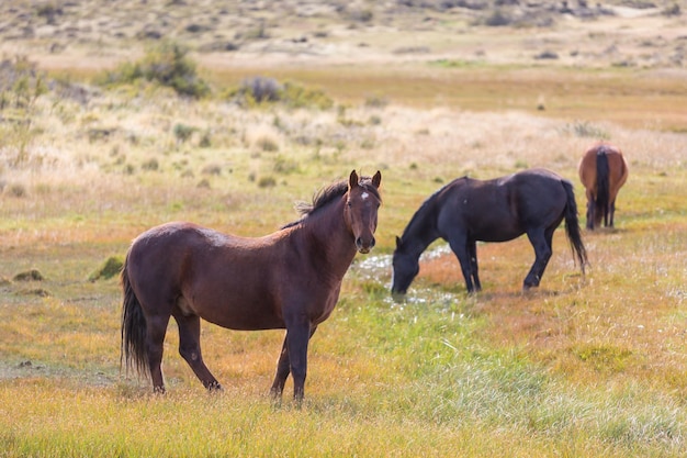 Cheval sur prairie