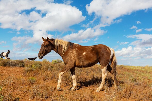 Cheval sur le pré en été