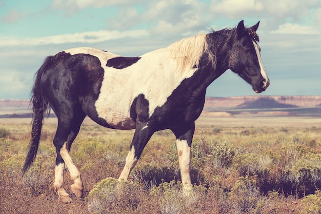 Cheval sur le pré en été