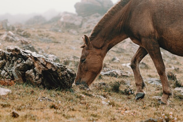 Un cheval de près mange de l'herbe par temps brumeux