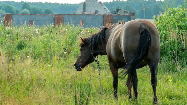Un cheval pur-sang brun dans un pâturage mange de l'herbe verte Un cheval marche dans un pré vert au coucher du soleil sur fond de château d'eau Production de viande de ferme d'élevage