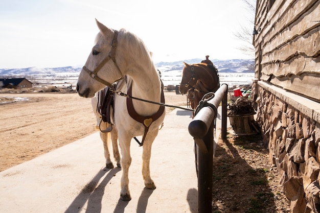 Photo cheval qui attend dehors