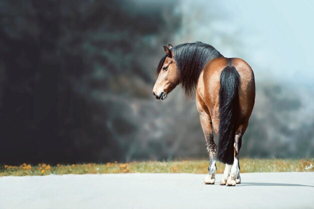 Photo un cheval qui court dans un champ.