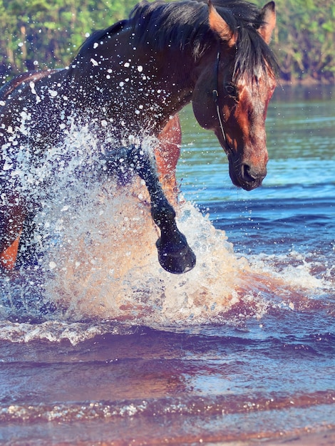 Photo un cheval qui court dans le lac.