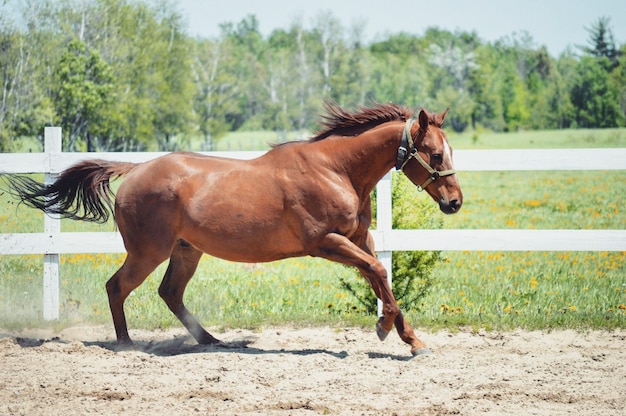 Cheval qui court dans le paddock