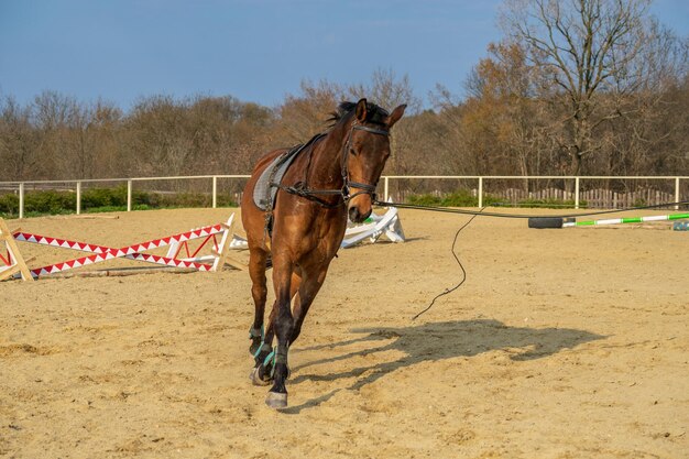 Photo un cheval qui court dans un ranch.