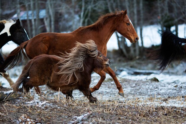 Photo cheval qui court à l'extérieur