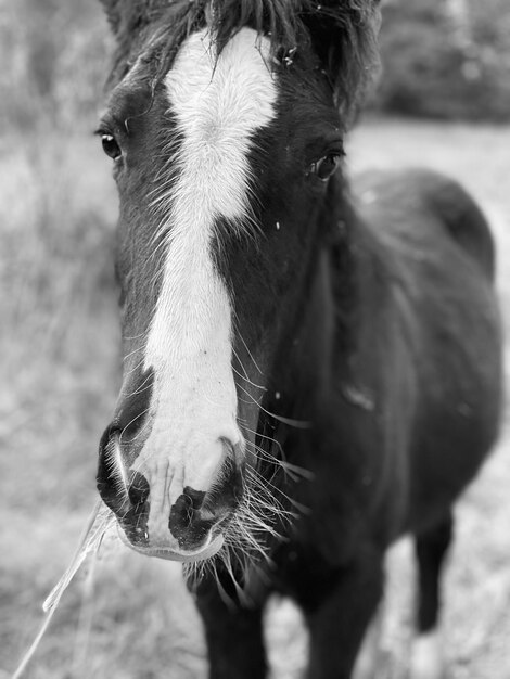 Un cheval qui mange de l'herbe