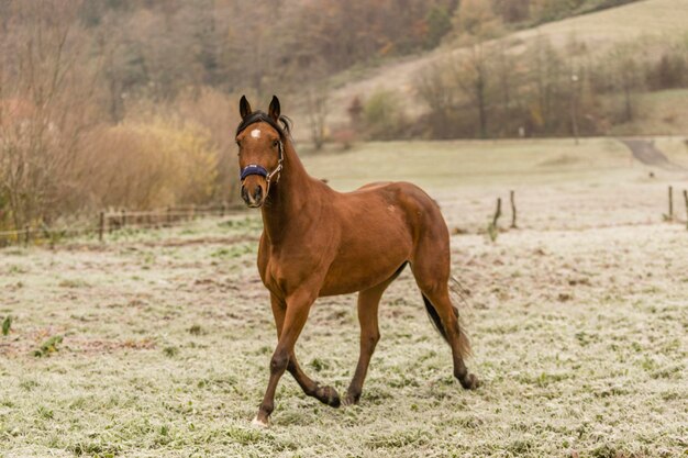 Photo un cheval qui marche sur un champ herbeux