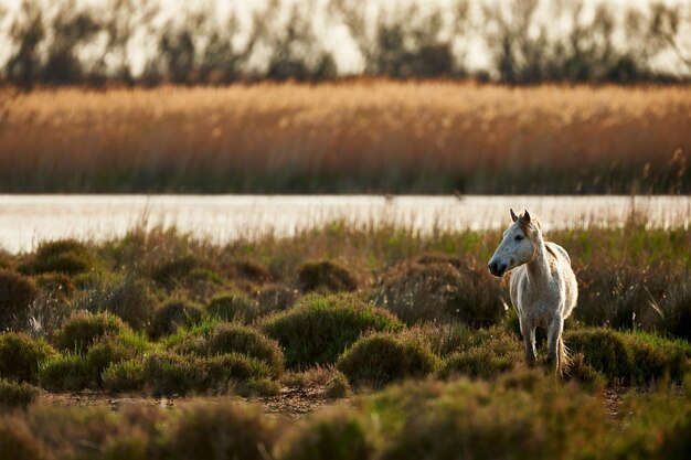 Photo un cheval qui marche sur terre