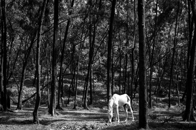 Photo un cheval qui paît sur le champ contre les arbres