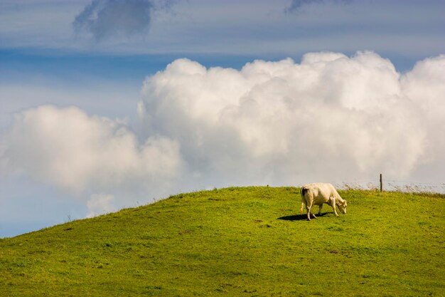 Photo un cheval qui paît sur le champ contre le ciel