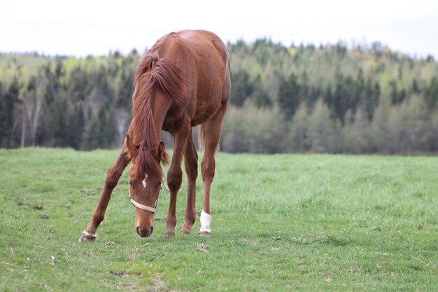 Photo un cheval qui paît sur le champ contre le ciel