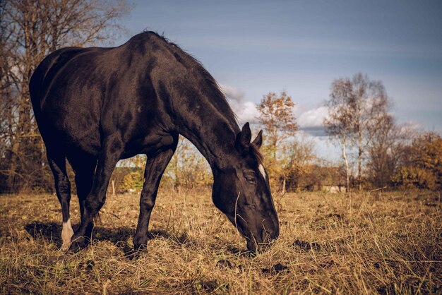 Photo un cheval qui paît sur le champ contre le ciel