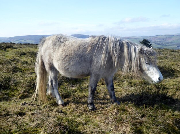 Photo le cheval qui se promène