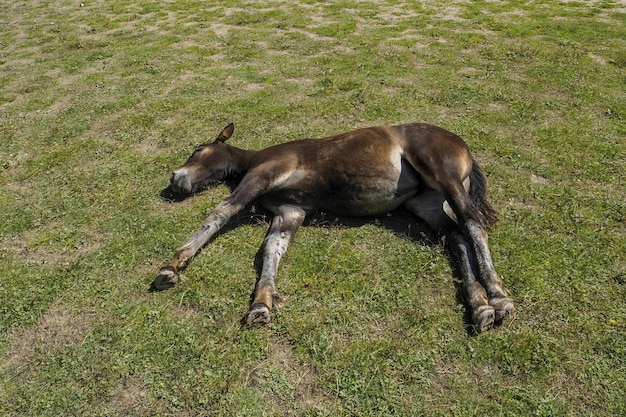 cheval relaxant sur l'herbe dans le panorama d'arrière-plan des montagnes des dolomites