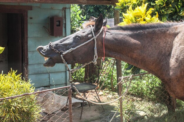 Un cheval rit