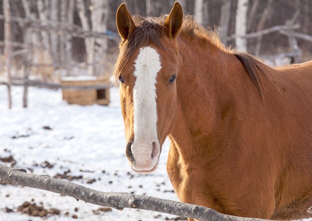 Cheval rouge dans une grande ferme en hiver