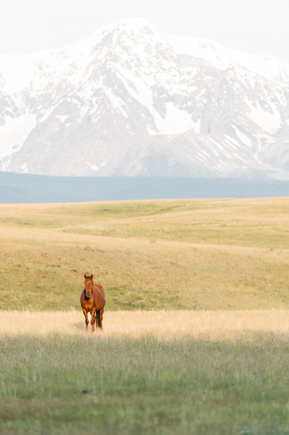 Cheval rouge sur fond de montagnes. Mustang sauvage