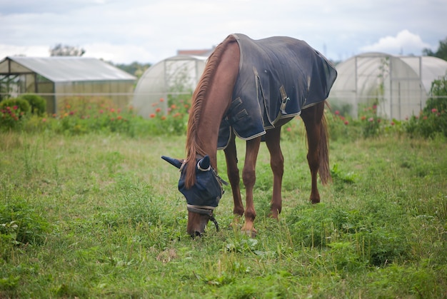 Cheval rouge mange de l'herbe verte sur un champ près de maison et d'arbres à l'extérieur