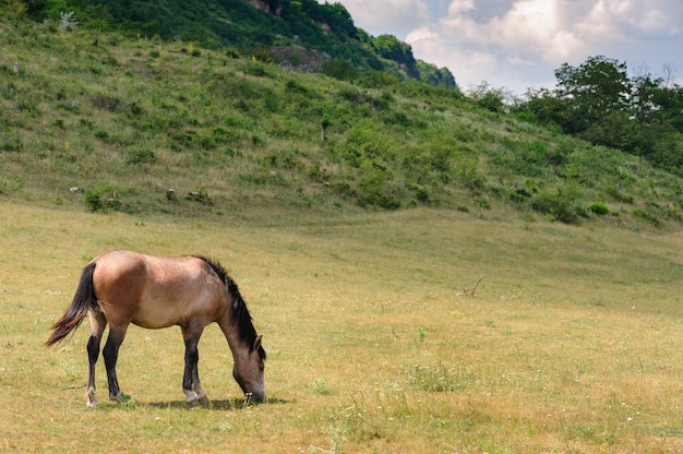 Cheval rouge paissant au pré