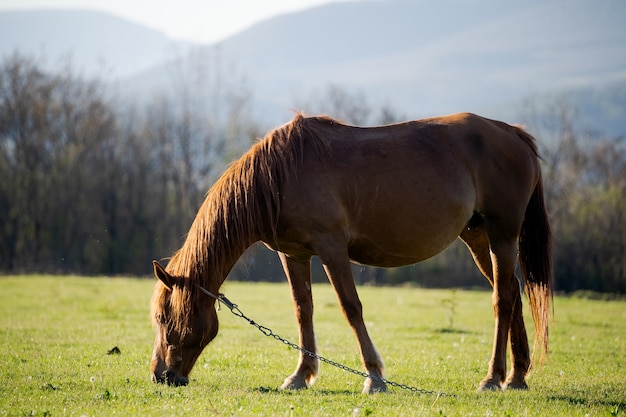 Un cheval rouge solitaire mange de l'herbe fraîche dans le contexte d'élevage de chevaux de haute montagne