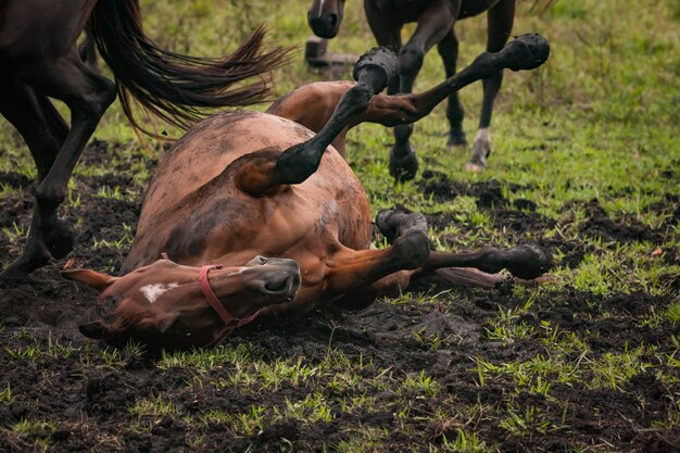 Cheval roulant dans la boue dans un champ d'herbe ouverte