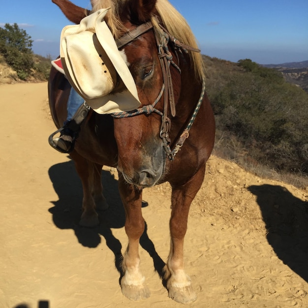 Photo cheval sur le sable