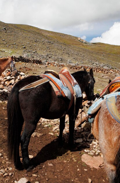 Un cheval avec un sac à dos sur son dos se tient sur le flanc d'une montagne sur le sentier d'ausangate