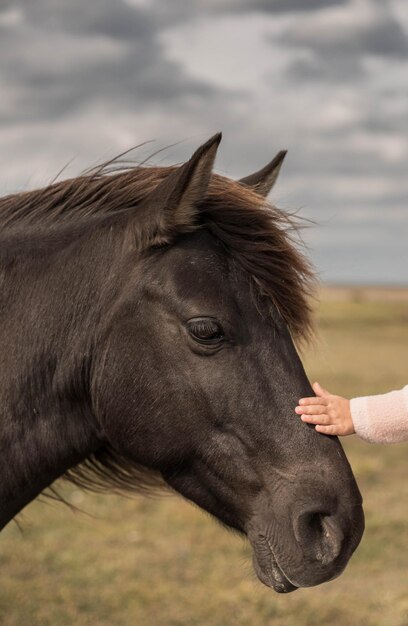 Cheval sauvage en campagne