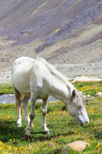 Photo cheval sauvage dans un pré vert et un fond de montagne