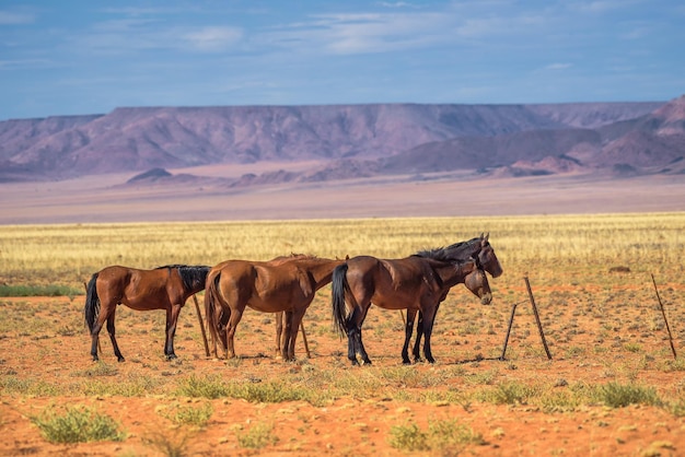 Cheval sauvage du désert du Namib près d'Aus sud de la Namibie