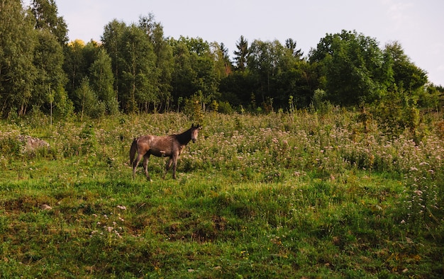 cheval sauvage sur une prairie dans les montagnes