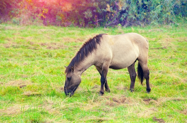 Cheval Sauvage Sur Le Pré