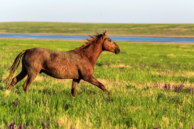 Cheval sauvage s'exécute sur un pré vert