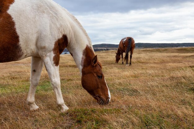 Cheval sauvage sur un terrain herbeux