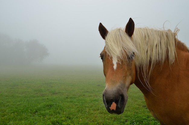 Cheval se bouchent avec du brouillard