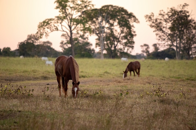 Cheval se reposant dans une zone de pâturage d'une ferme brésilienne avec mise au point sélective