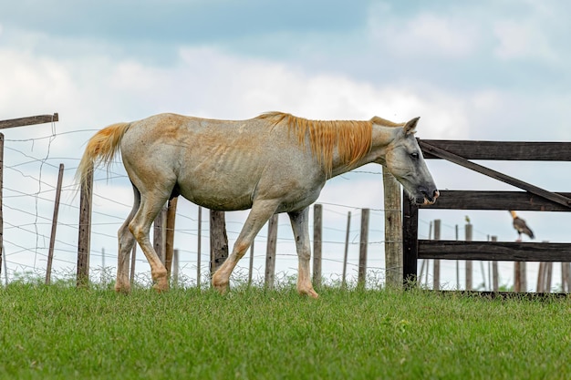 Cheval se reposant dans une zone de pâturage d'une ferme brésilienne avec mise au point sélective