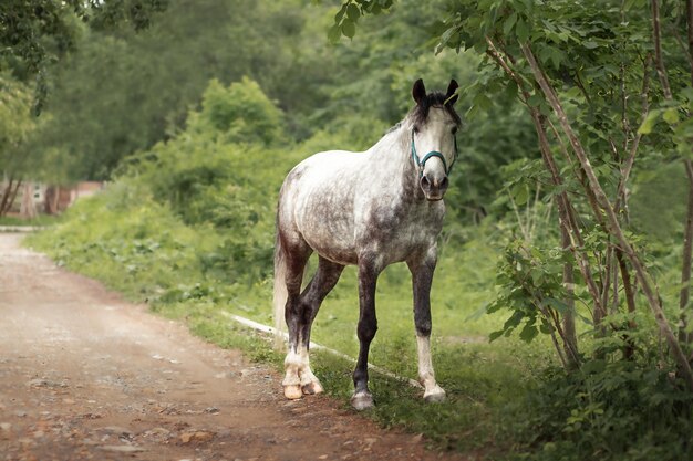 Un cheval se tient sur un chemin de terre avec une bride verte sur son visage.