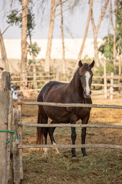 un cheval se tient dans une zone clôturée avec une clôture en arrière-plan