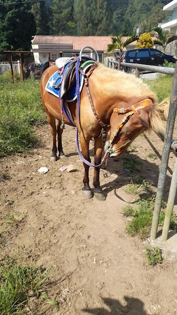 un cheval avec une selle sur le dos est attaché à un poteau.