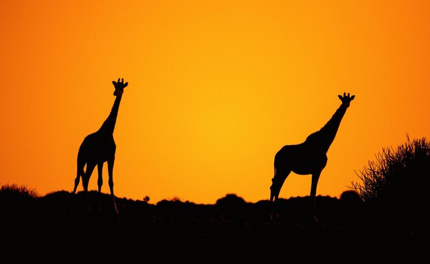 Photo un cheval en silhouette debout sur un champ contre un ciel orange