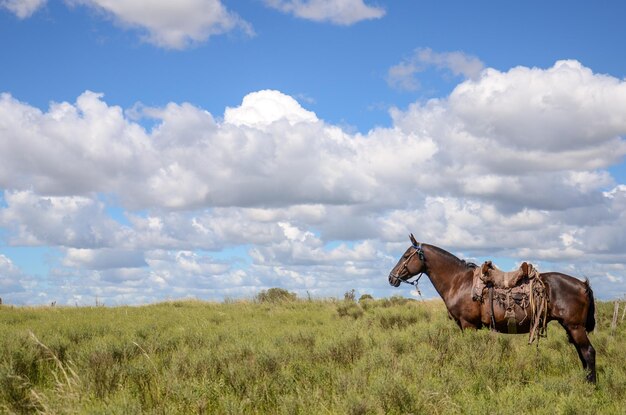 Cheval solitaire dans la campagne avec un fond nuageux dans une ferme San Ramon Canelones Uruguay