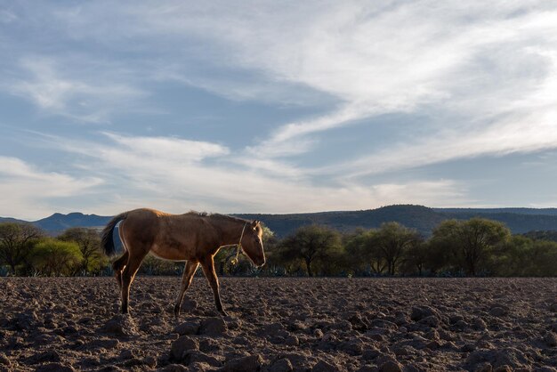 Un cheval sous-alimenté qui marche dans le désert