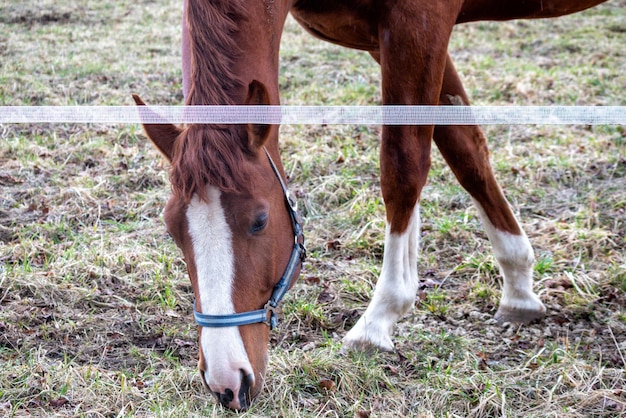 Photo un cheval avec une tache blanche sur le nez et du blanc sur la face